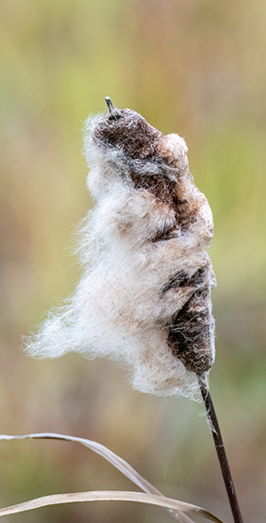 Norrsken över Korgil
